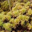 Sphagnum. Green moss that is browning.